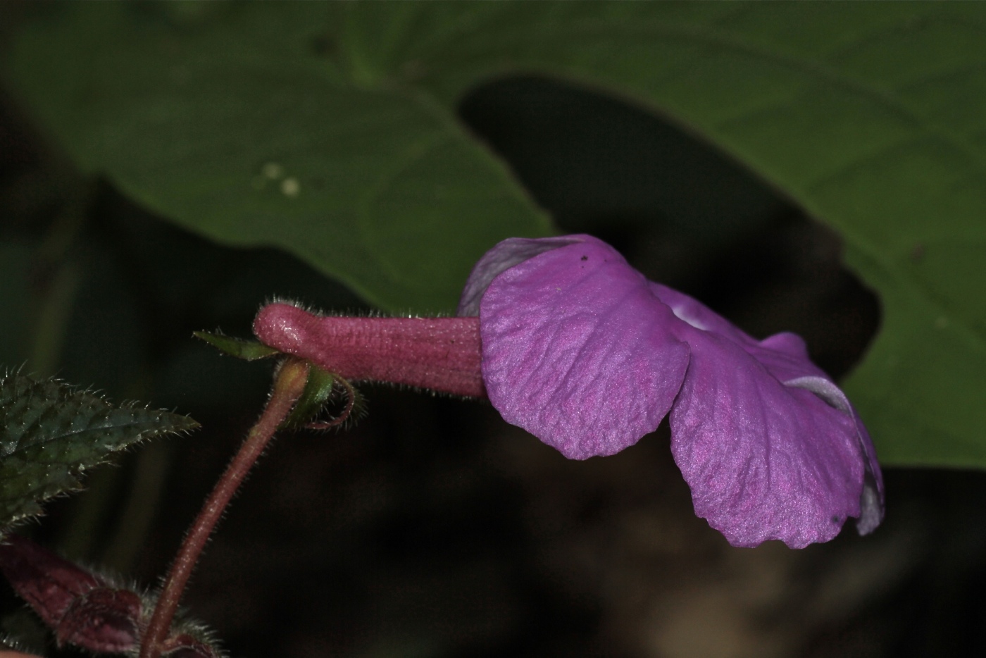 Image of Achimenes grandiflora specimen.