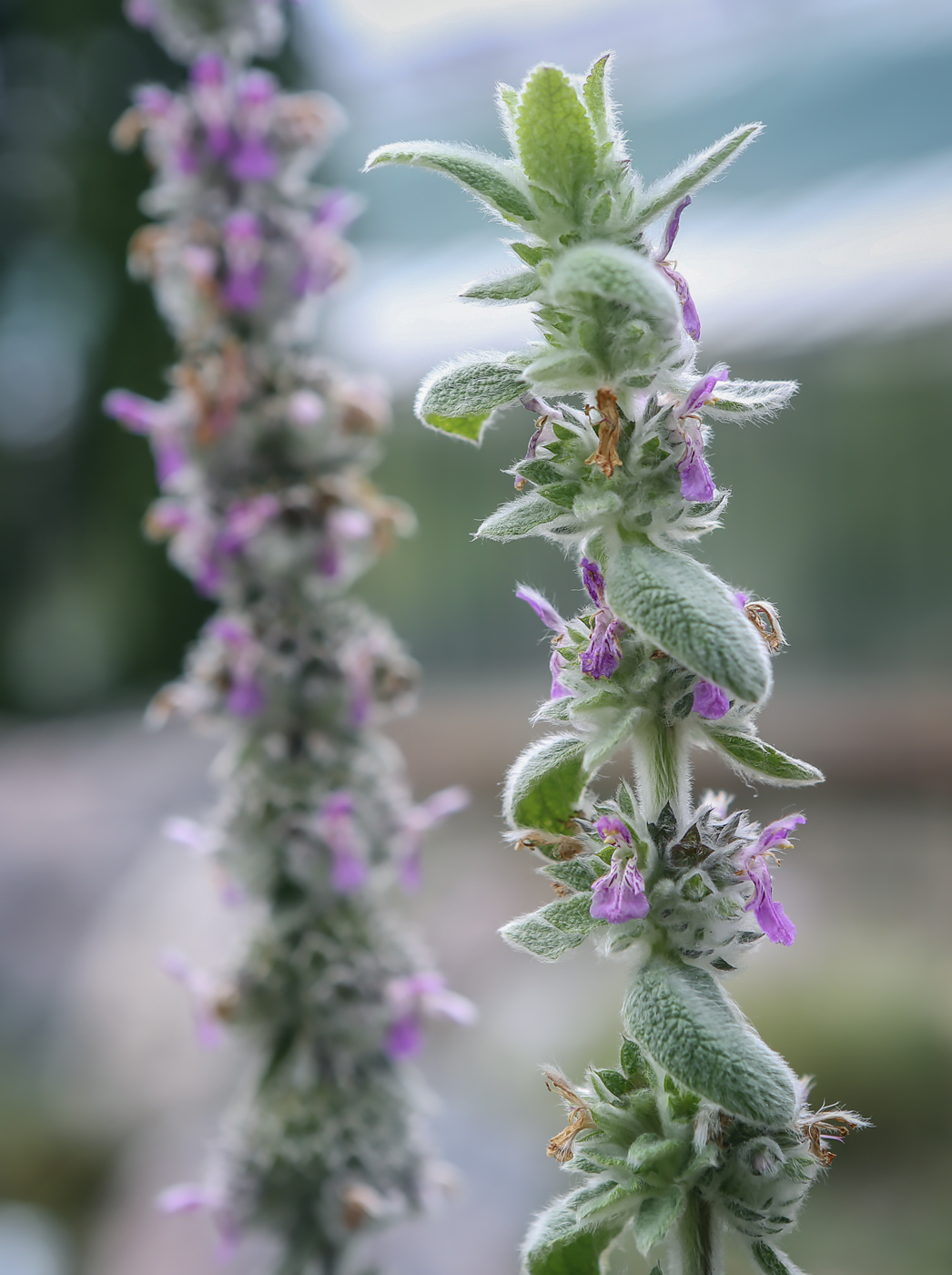 Изображение особи род Stachys.