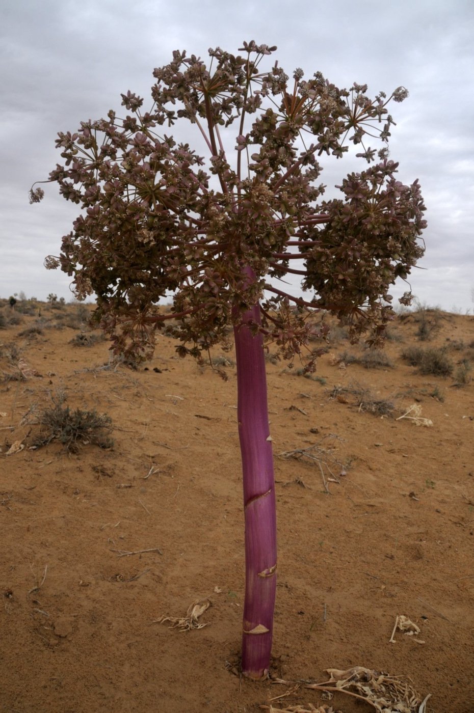 Изображение особи Ferula foetida.