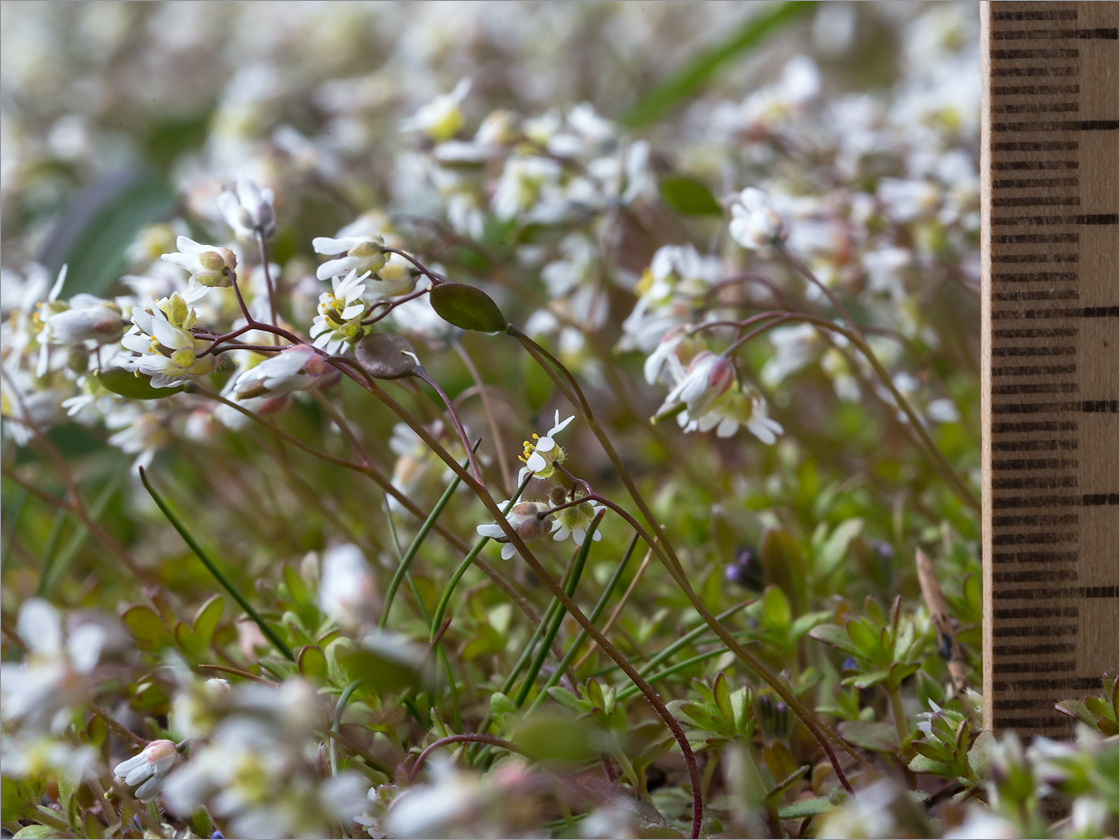 Изображение особи Erophila verna.