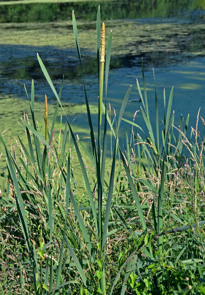 Изображение особи Typha latifolia.