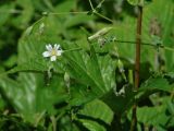 Cerastium davuricum. Соцветие с цветком и плодами. Иркутская обл., Иркутский р-н, ур. Падь Еловая, просека в смешанном лесу между двумя склонами заросшая разнотравьем. 20.07.2020.