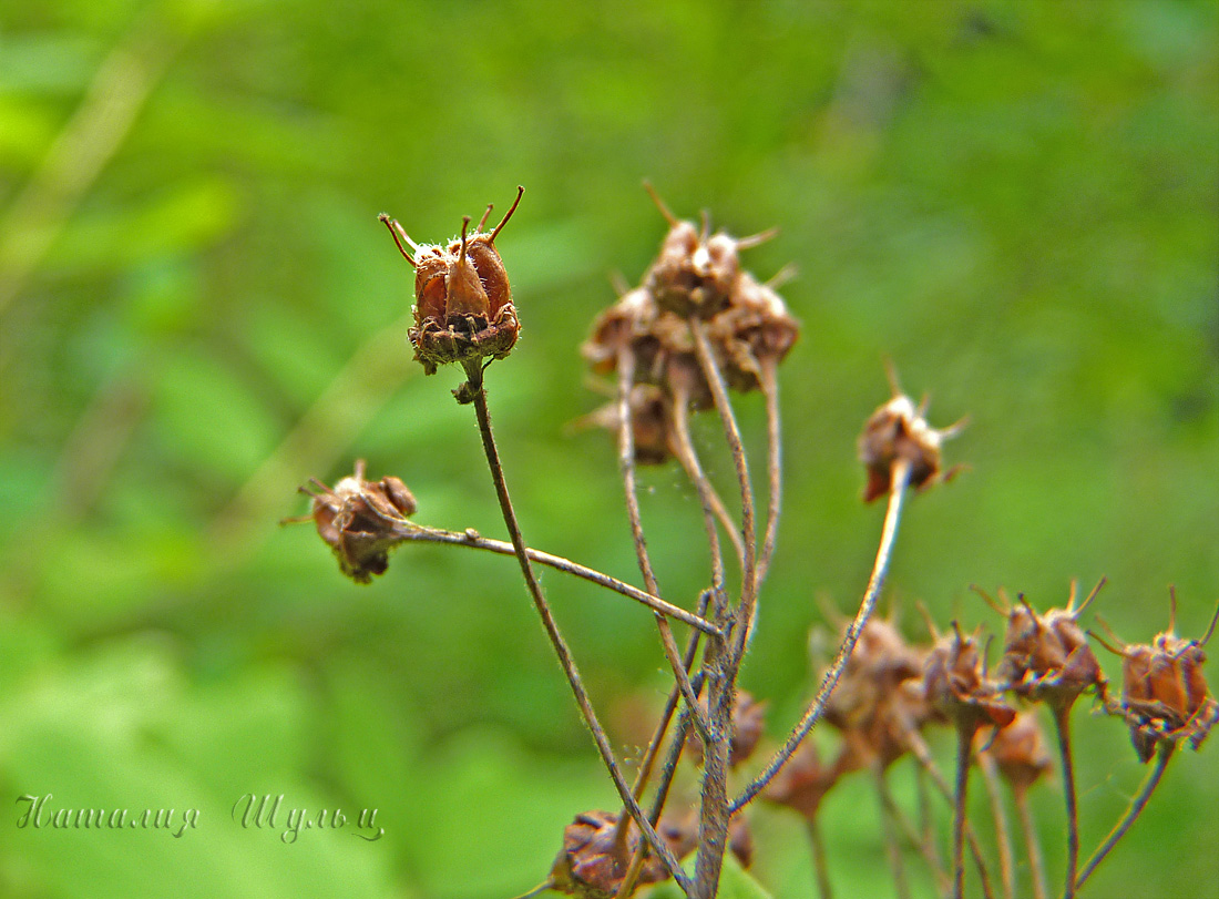 Image of Spiraea media specimen.