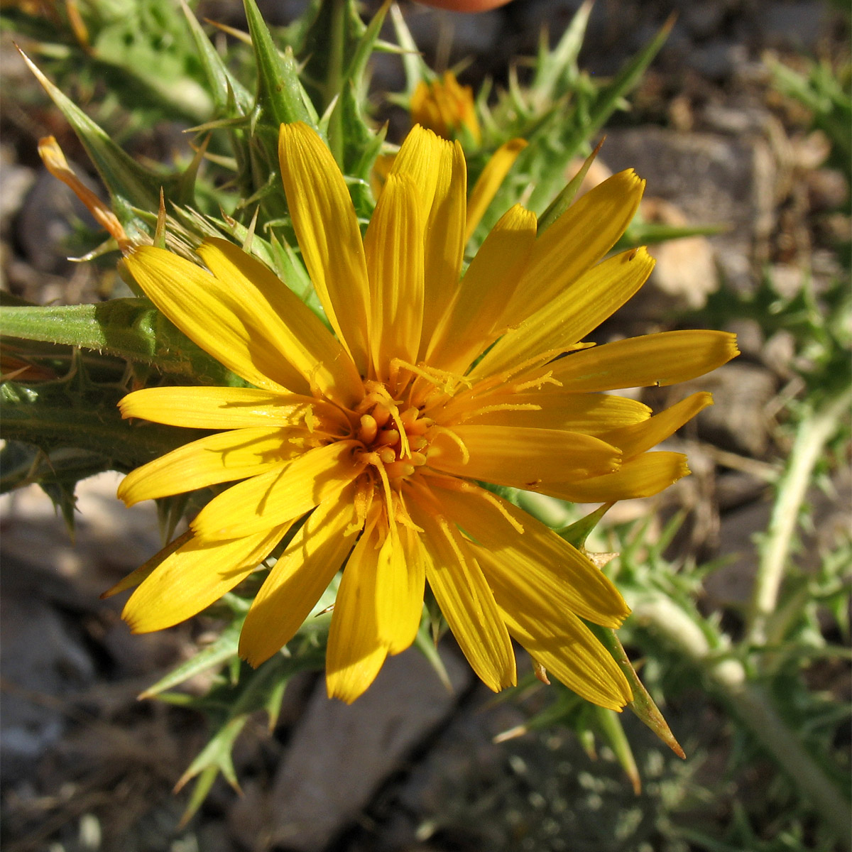 Изображение особи Scolymus hispanicus.