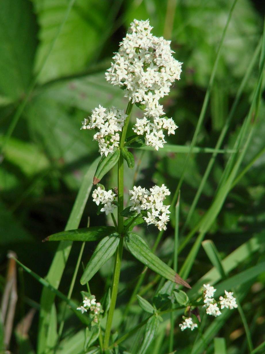 Image of Galium boreale specimen.