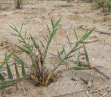 genus Phragmites