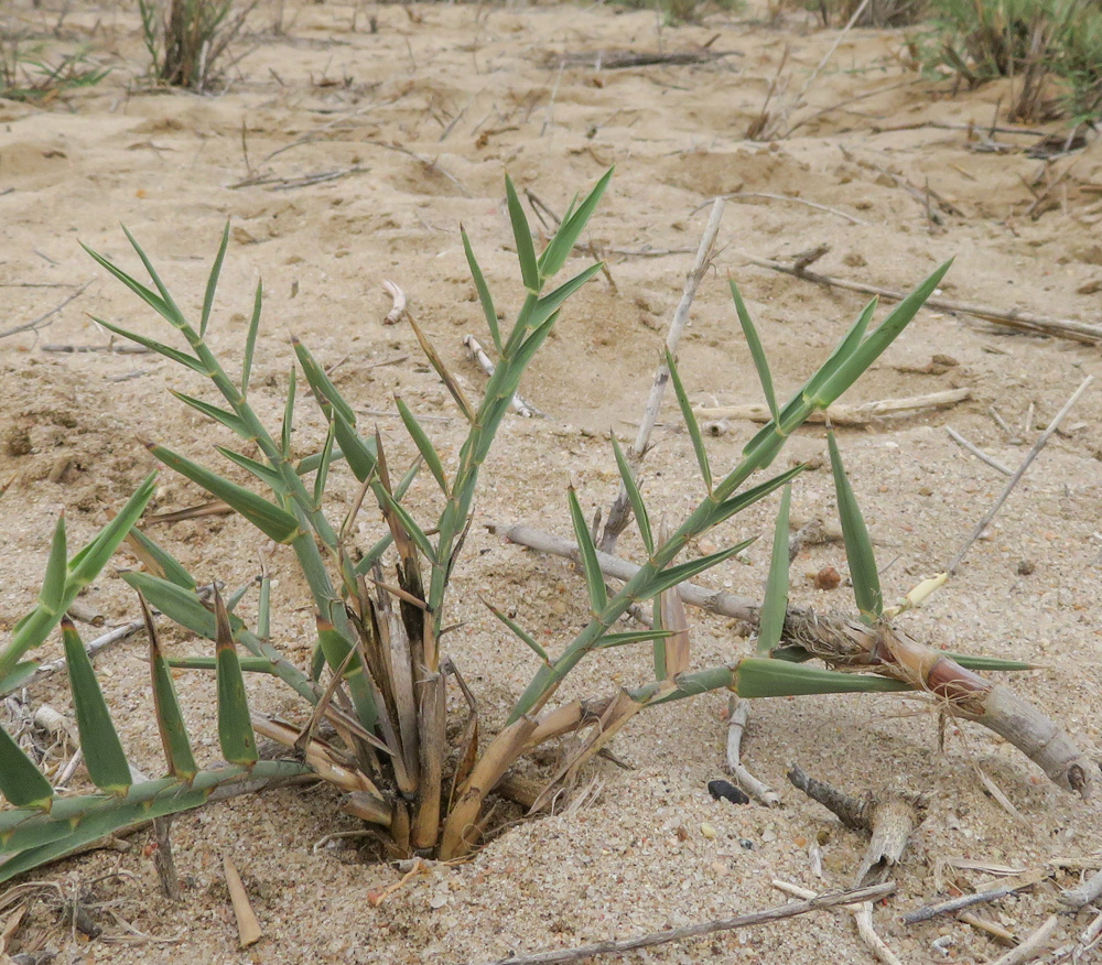 Изображение особи род Phragmites.