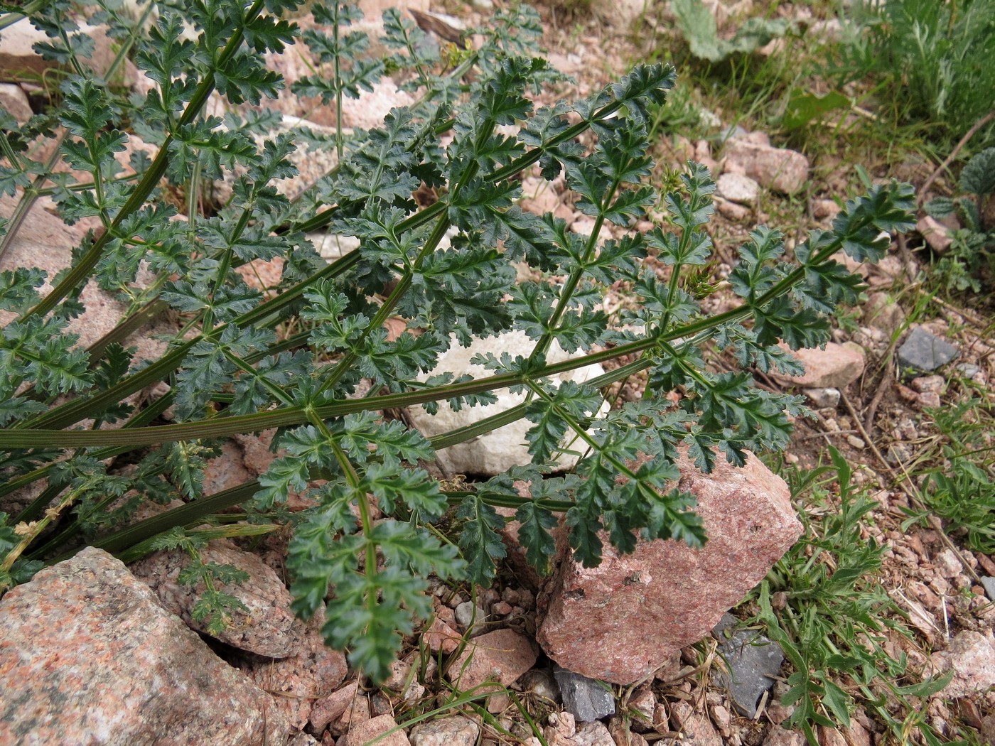 Image of Ferula samarkandica specimen.