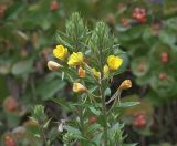 Oenothera rubricaulis. Верхушки побегов с бутонами и цветками. Московская обл., Раменский р-н, окр. дер. Хрипань, садовый участок. 29.07.2020.