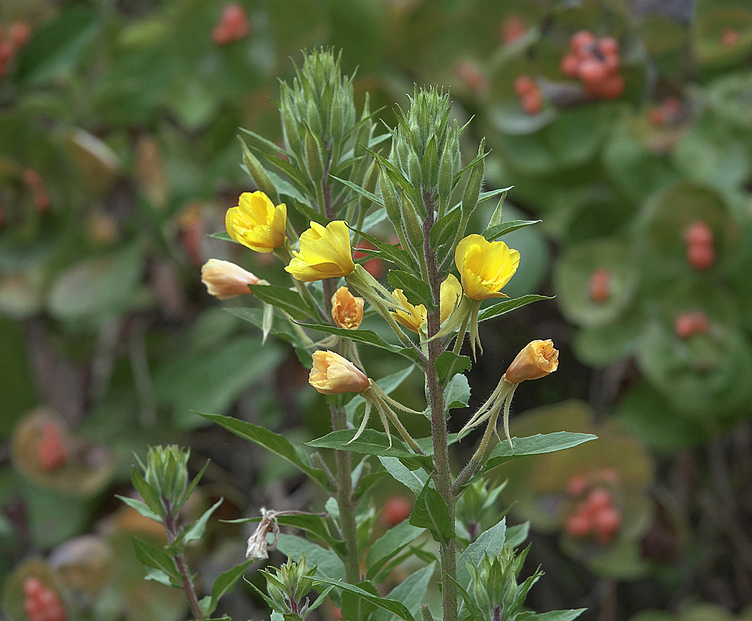 Image of Oenothera rubricaulis specimen.