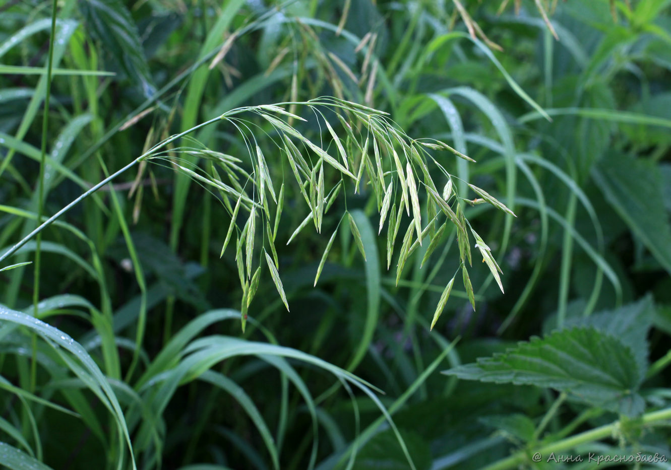 Изображение особи Bromopsis inermis.