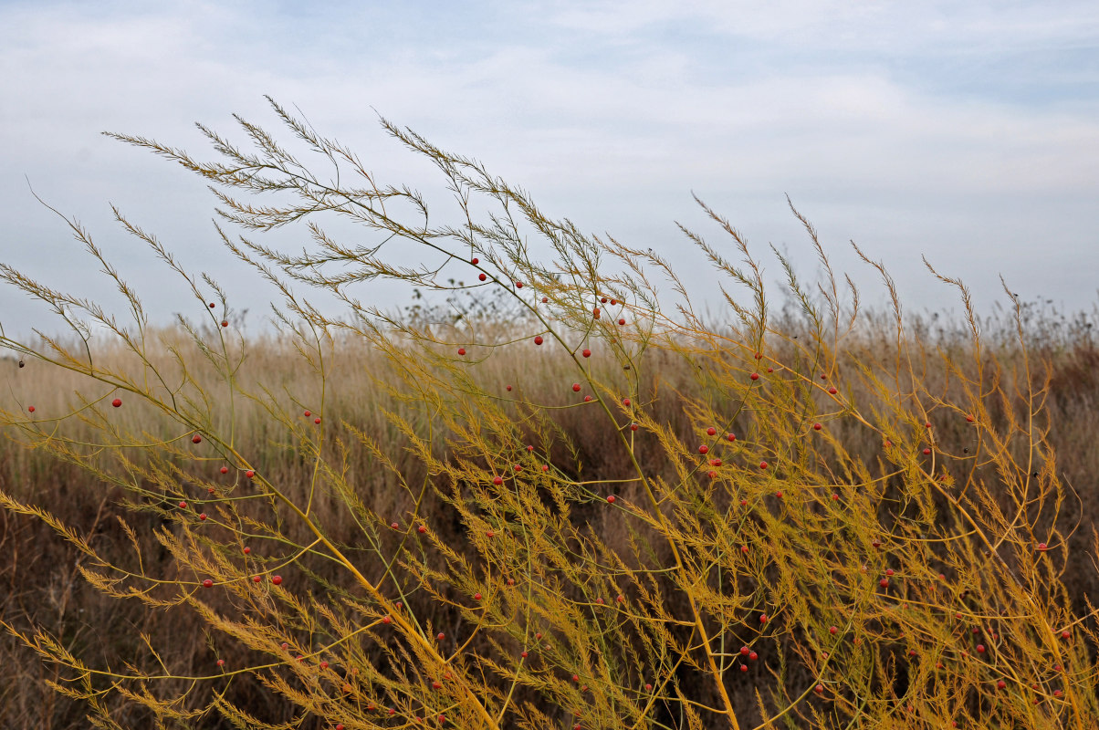 Image of Asparagus officinalis specimen.