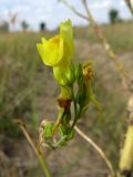 Linaria genistifolia