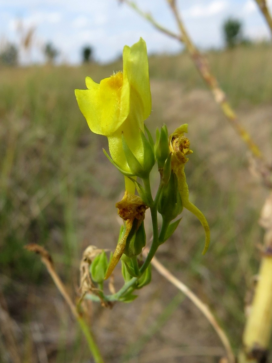 Image of Linaria genistifolia specimen.
