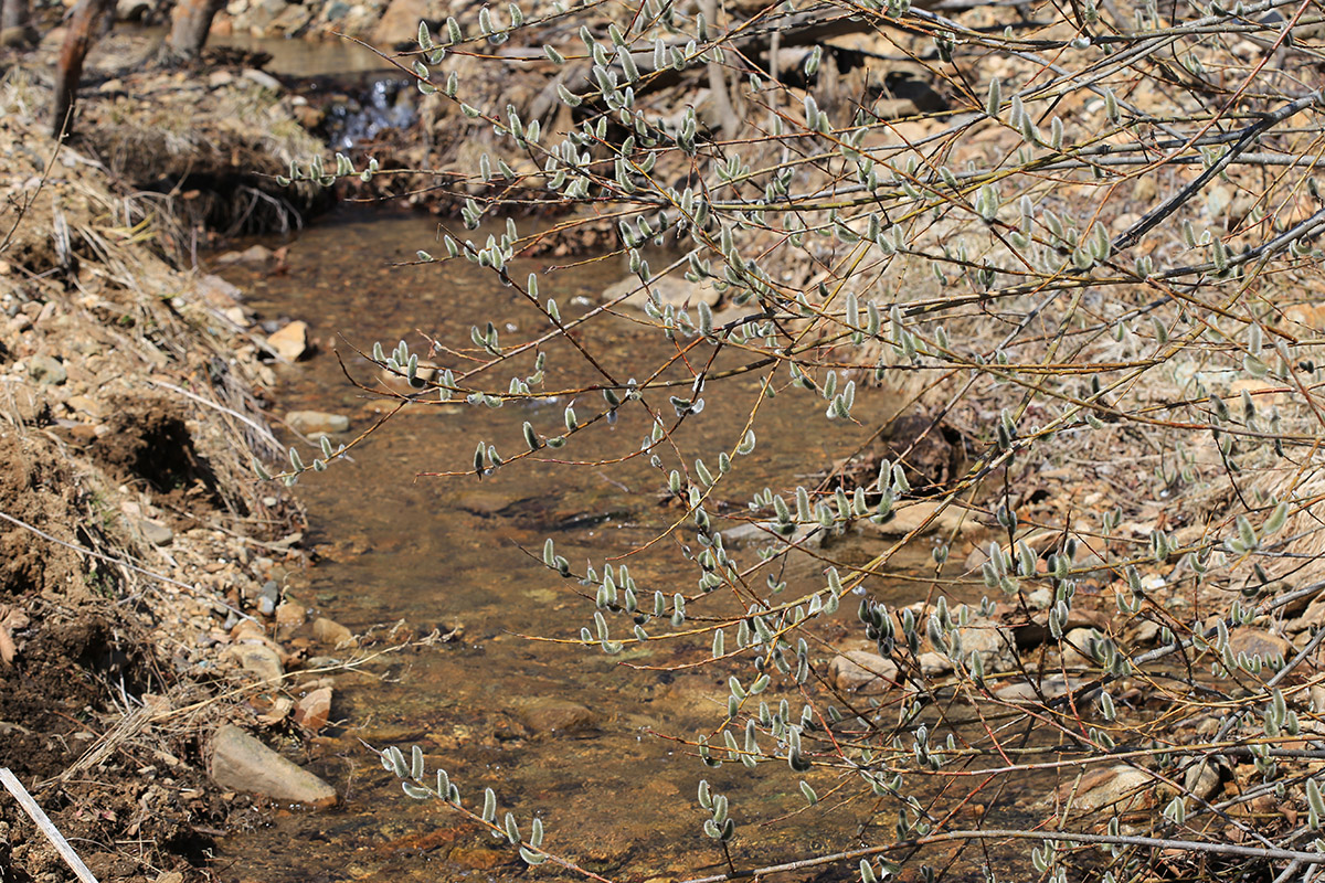 Image of Salix gracilistyla specimen.