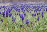 Muscari neglectum. Цветущие растения. Краснодарский край, Крымский р-н, окр. станицы Неберджаевская, ур. Темрючки, каменистая поляна в грабово-дубовом лесу. 17.04.2021.