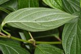 genus Piper