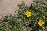 Potentilla sphenophylla. Цветущее растение. Краснодарский край, м/о г. Новороссийск, южный склон Маркотхского хребта, каменистый склон. 02.05.2021.