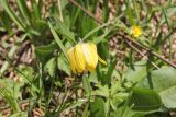 Fritillaria ophioglossifolia