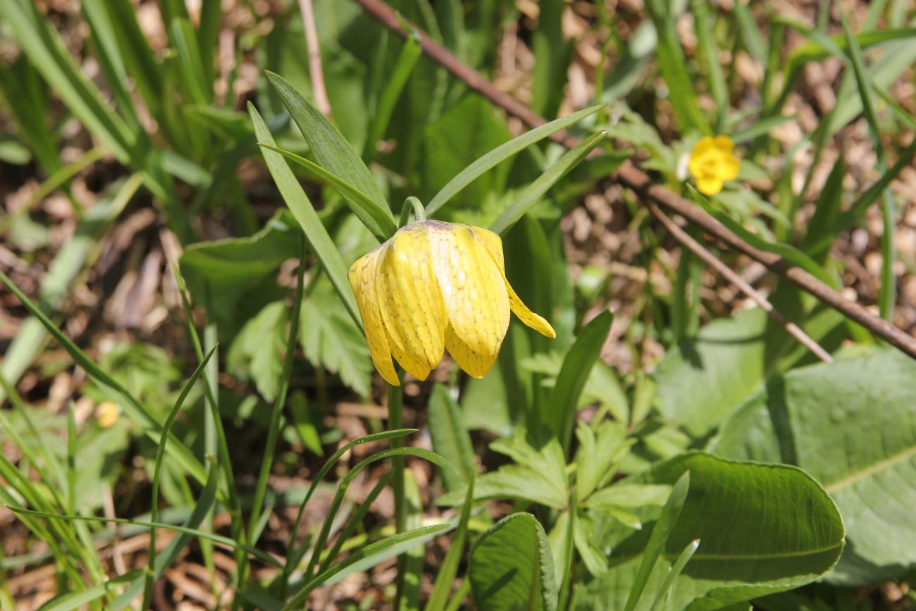 Image of Fritillaria ophioglossifolia specimen.