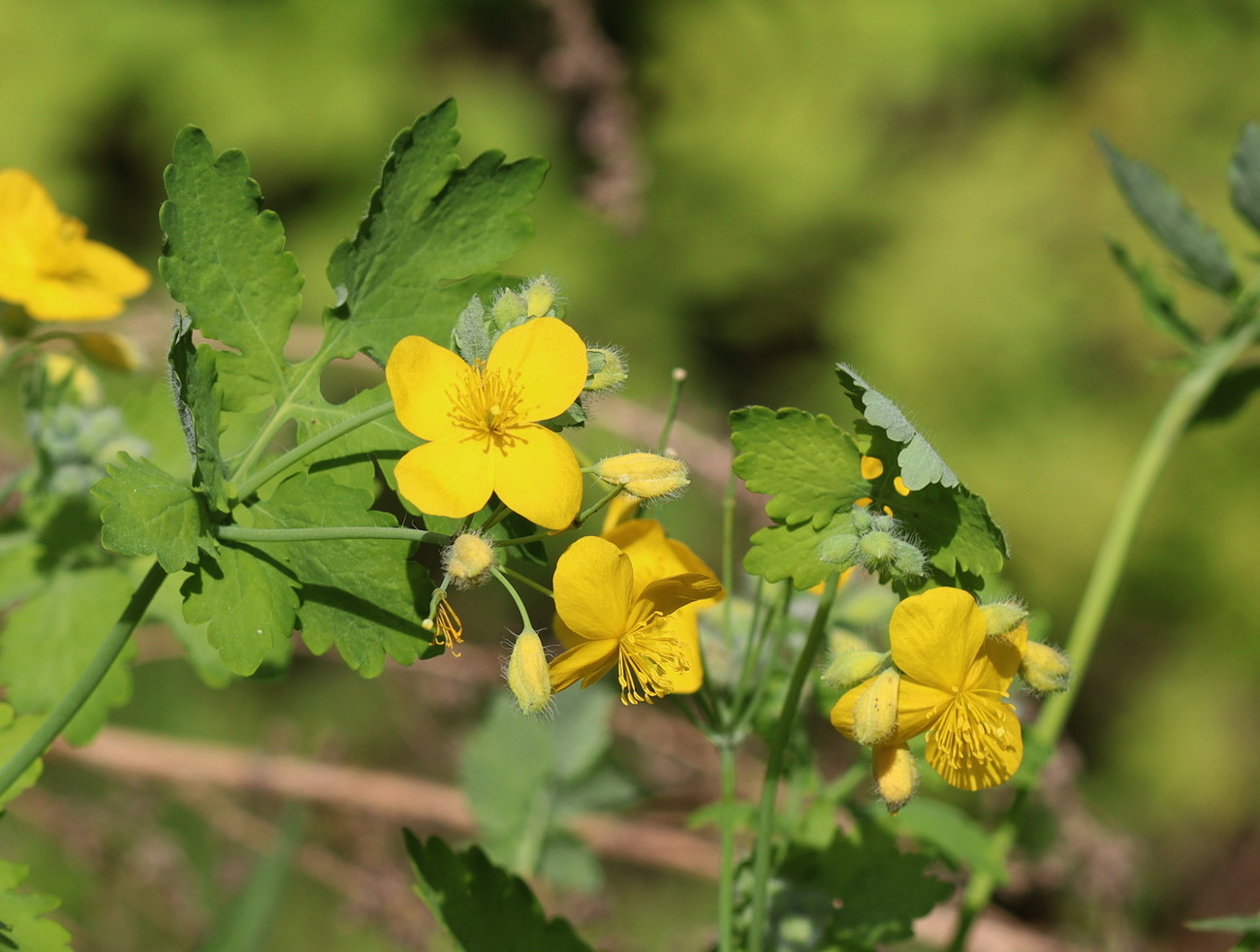 Image of Chelidonium majus specimen.