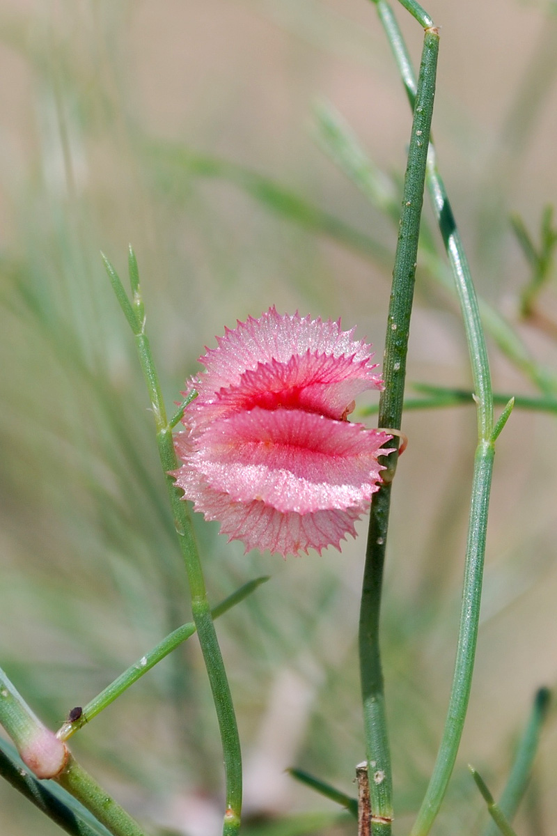 Изображение особи Calligonum leucocladum.