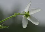 Vincetoxicum ascyrifolium