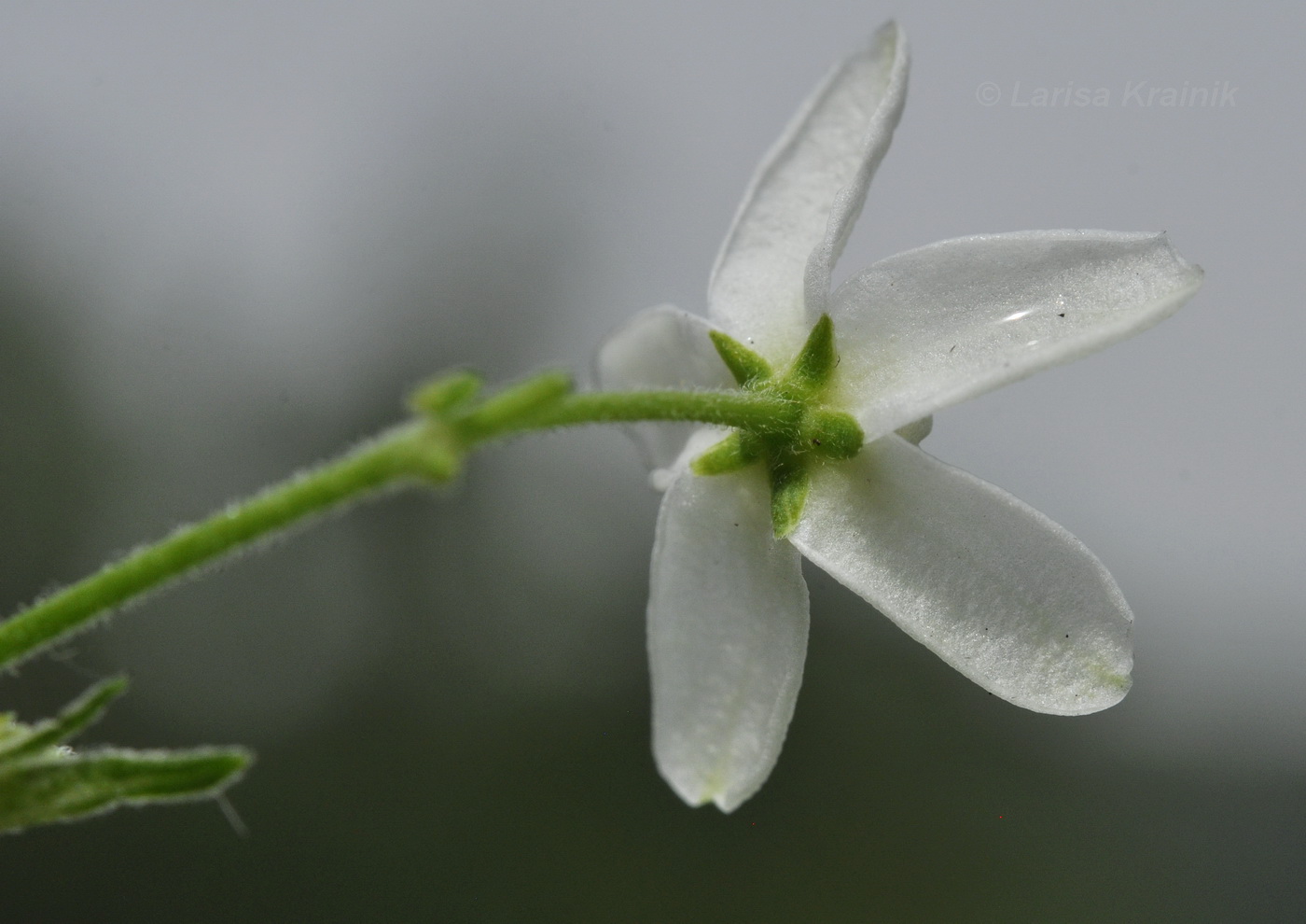 Изображение особи Vincetoxicum ascyrifolium.