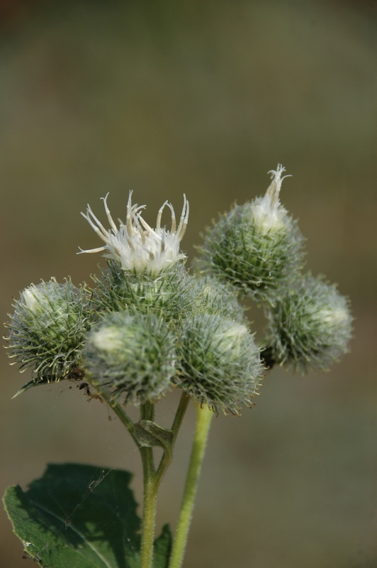 Image of Arctium tomentosum specimen.