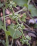 Salvia stepposa. Часть плодоносящего побега. Пермский край, Кунгурский р-н, ур. Подкаменная гора, пологий склон, разнотравный луг. 26.06.2021.