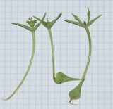 Euphorbia monteiroi