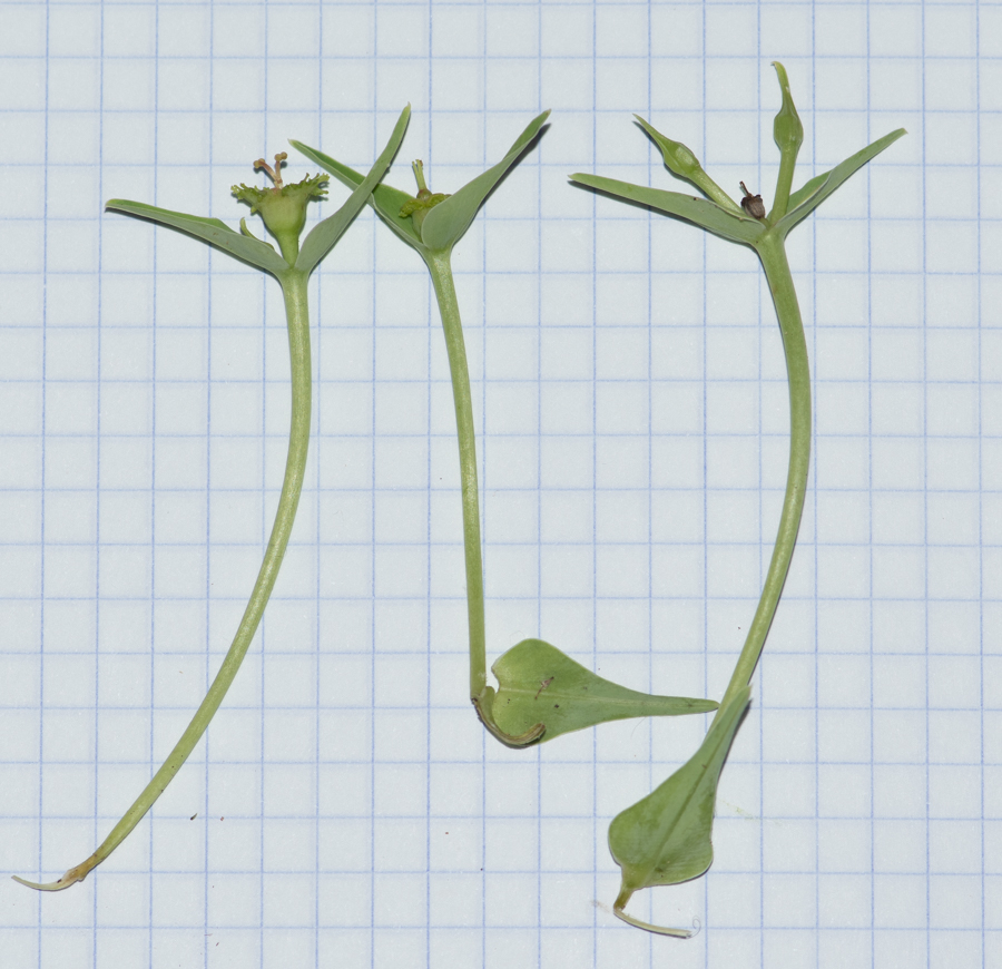 Изображение особи Euphorbia monteiroi.