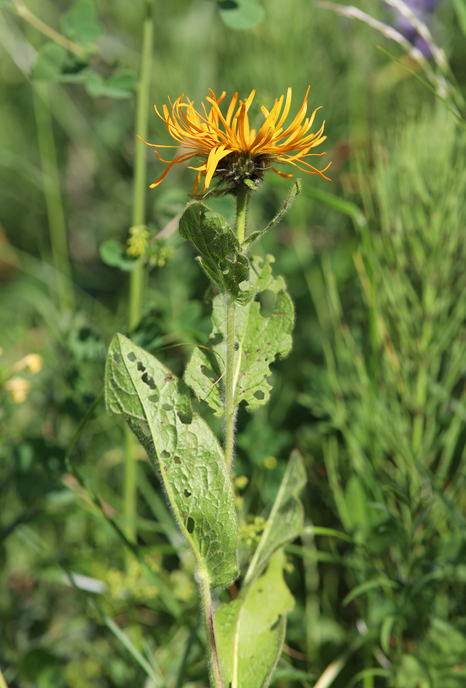 Изображение особи Inula orientalis.