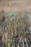 Silene densiflora. Цветущее и плодоносящее растение. Крым, Караларский природный парк, окр. бухты Коровья, степь. 03.07.2021.