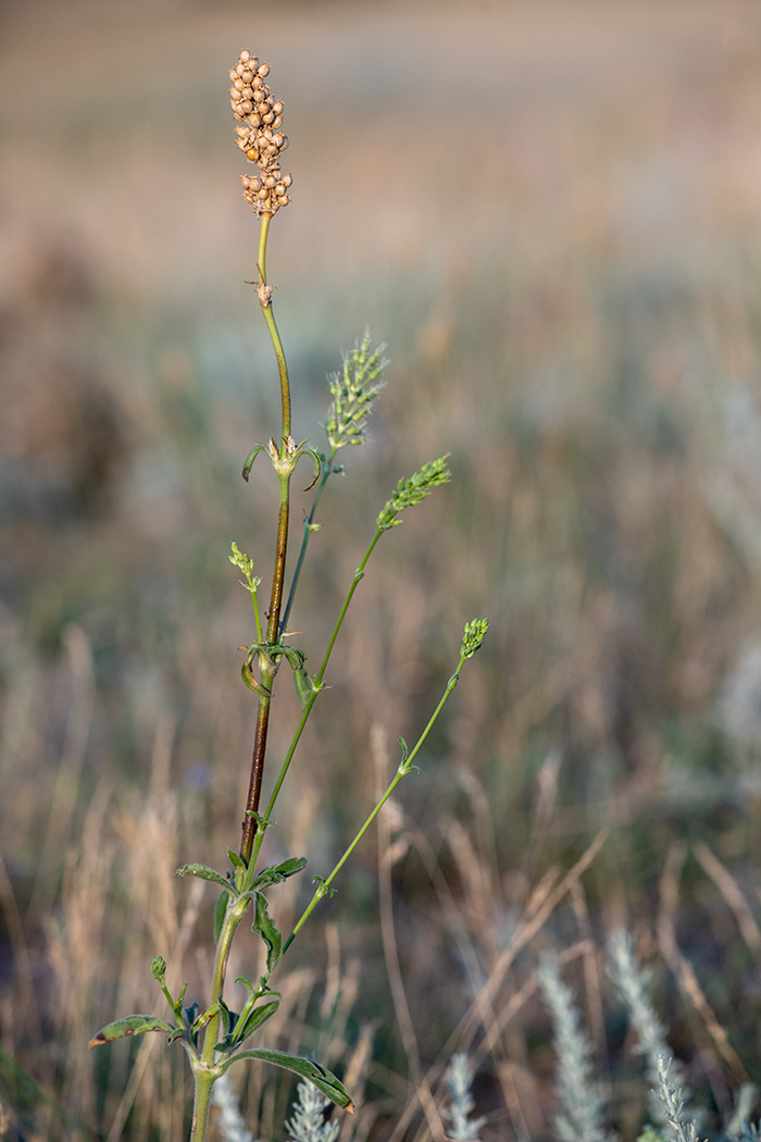 Image of Silene densiflora specimen.