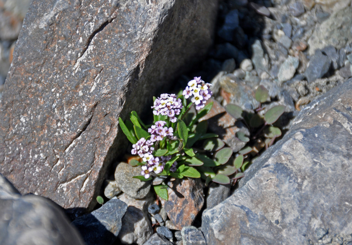 Image of Braya rosea specimen.