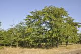 Gleditsia triacanthos