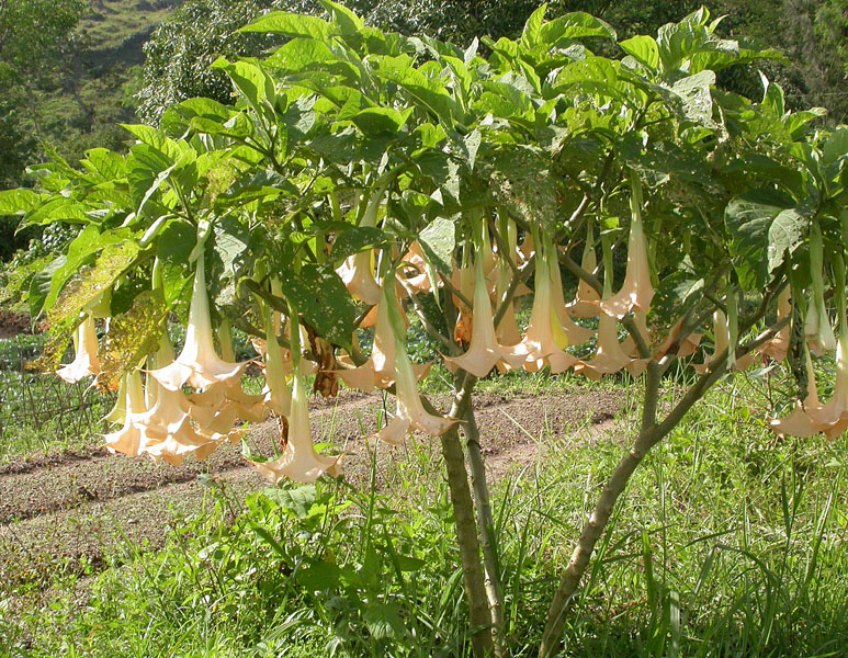 Image of Brugmansia versicolor specimen.