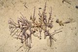 Salsola turkestanica. Цветущее растение. Узбекистан, Андижанская обл., окр. г. Асака, адыры, твёрдая глинистая почва. 12.07.2021.