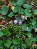 Phyllodoce caerulea. Верхушка цветущего растения (вокруг видны листья Viola). Хабаровский край, р-н им. Полины Осипенко, хребет Дуссе-Алинь, берег оз. Тюленье, ≈ 1200 м н.у.м., окраина зарослей Pinus pumila. 19.07.2021.