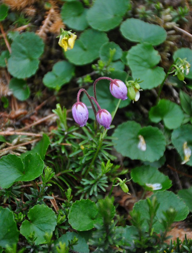 Изображение особи Phyllodoce caerulea.