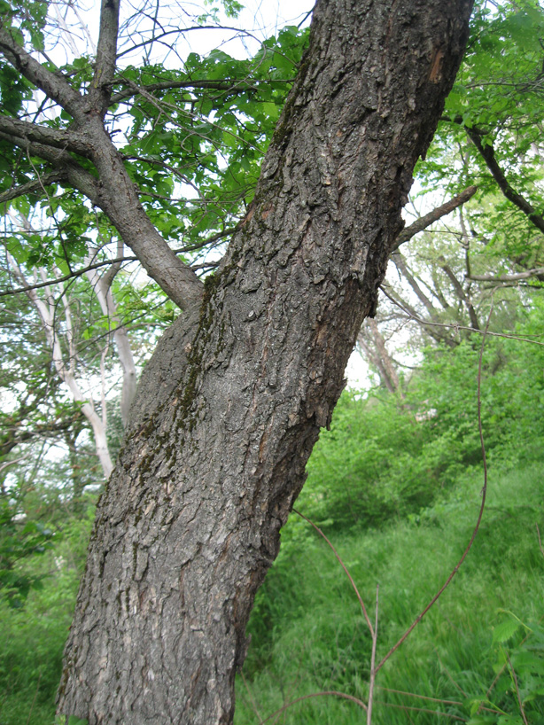 Изображение особи Ulmus minor.