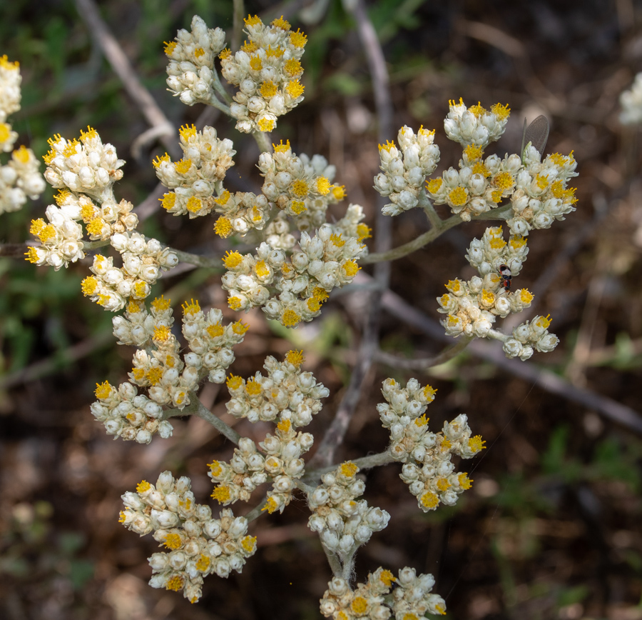 Image of Helichrysum petiolare specimen.