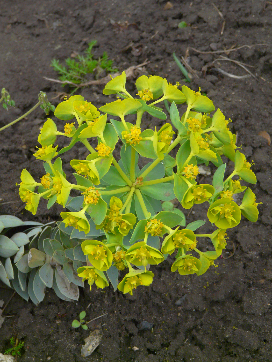 Изображение особи Euphorbia myrsinites.