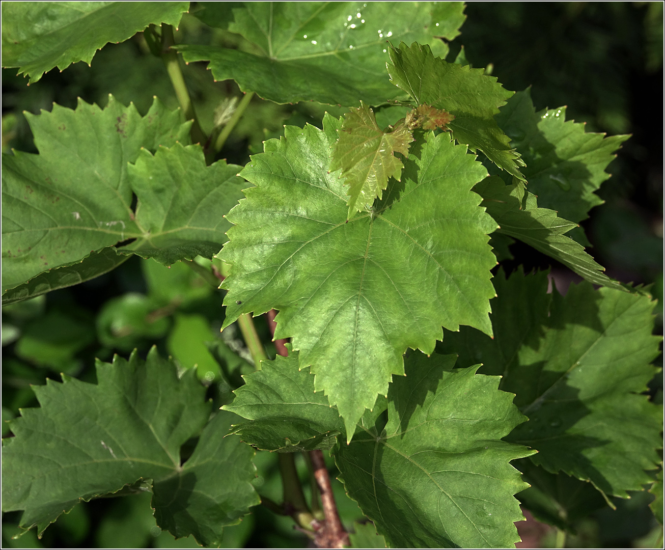 Image of Vitis vinifera specimen.