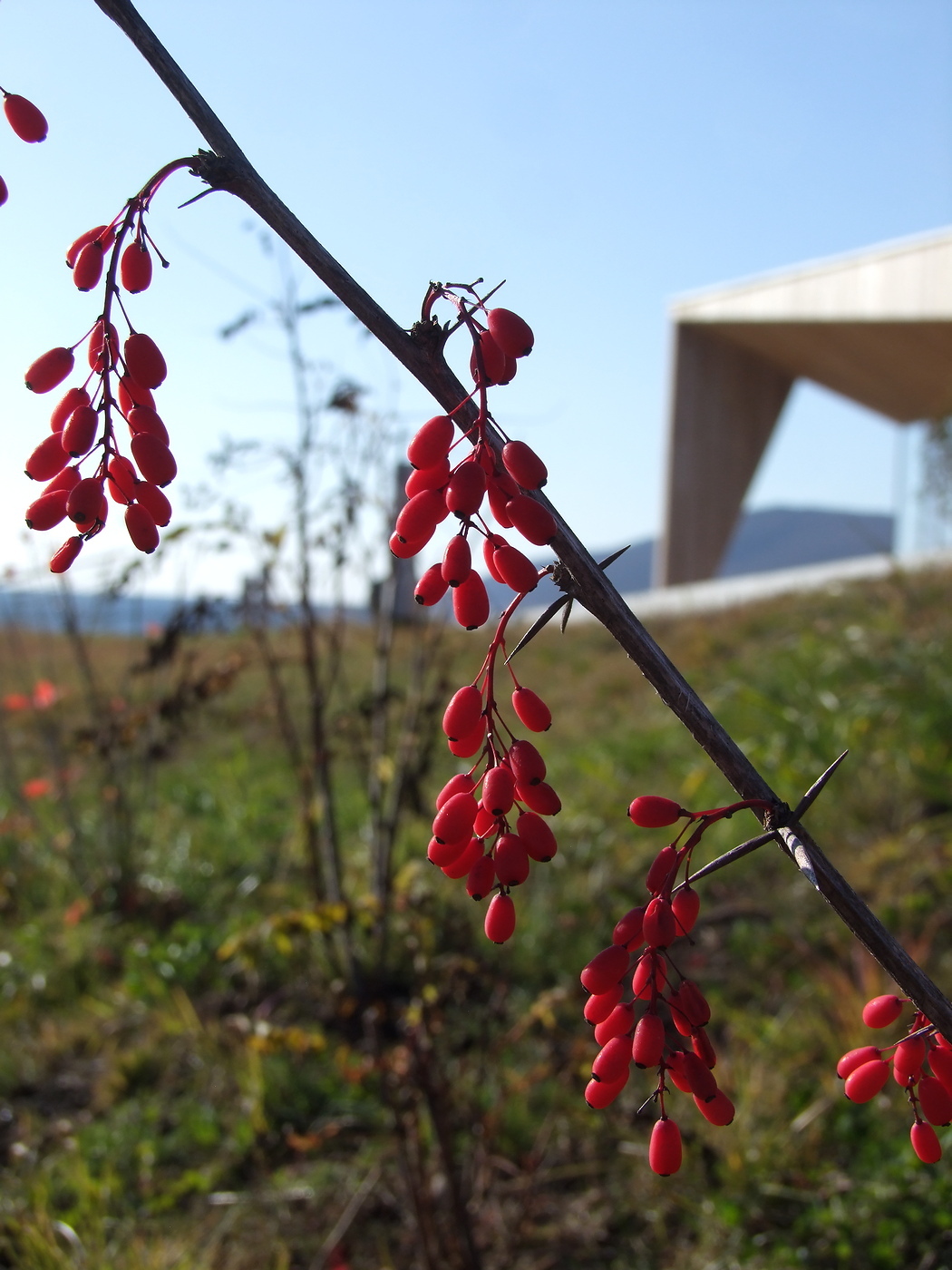 Изображение особи Berberis vulgaris.