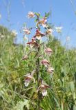 Epipactis palustris