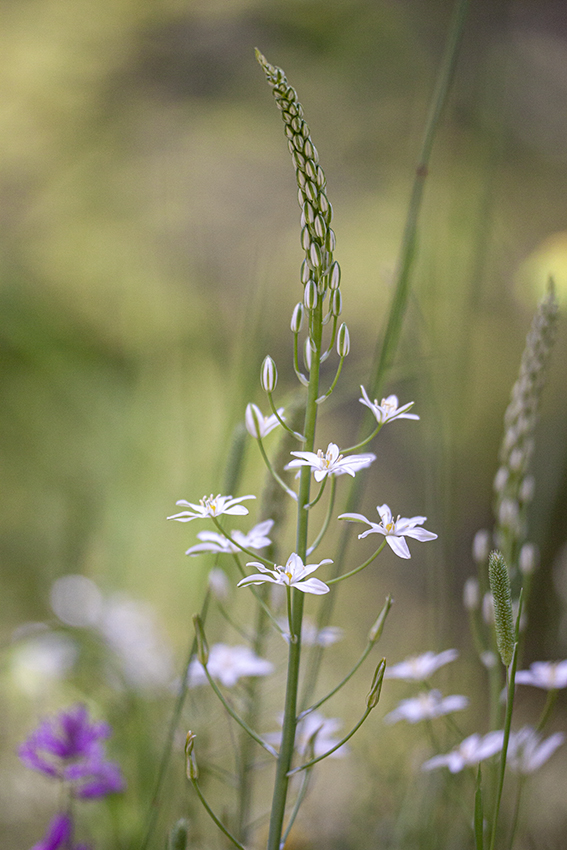 Изображение особи Ornithogalum ponticum.