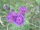 Centaurea scabiosa. Соцветия (вид сверху). Беларусь, г. Минск, экологическая тропа \"Цна\", обочина грунтовой дороги. 07.07.2021.