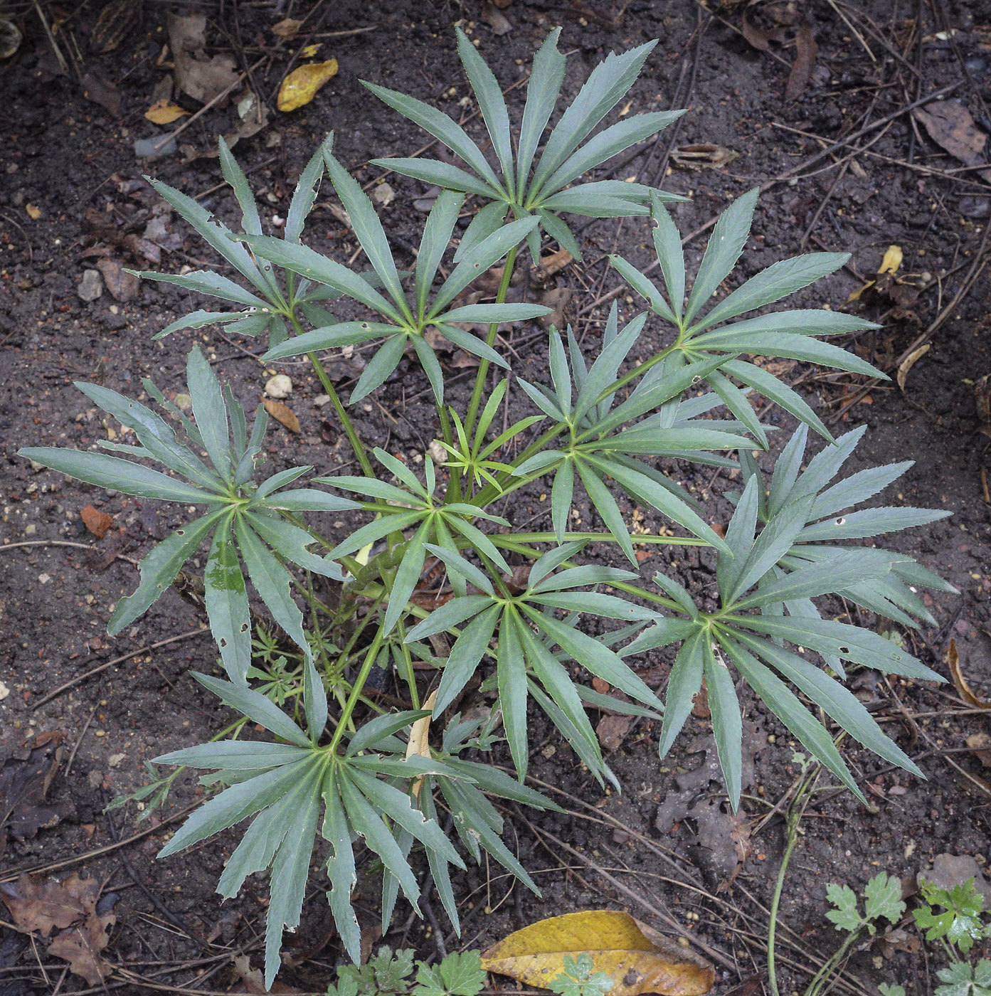 Image of Helleborus foetidus specimen.